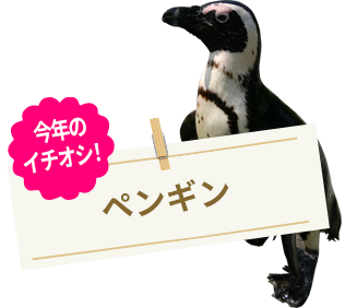ペンギン