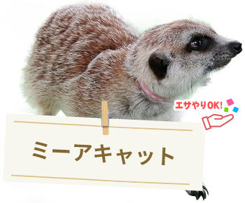 ミーアキャット