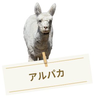 アルパカ
