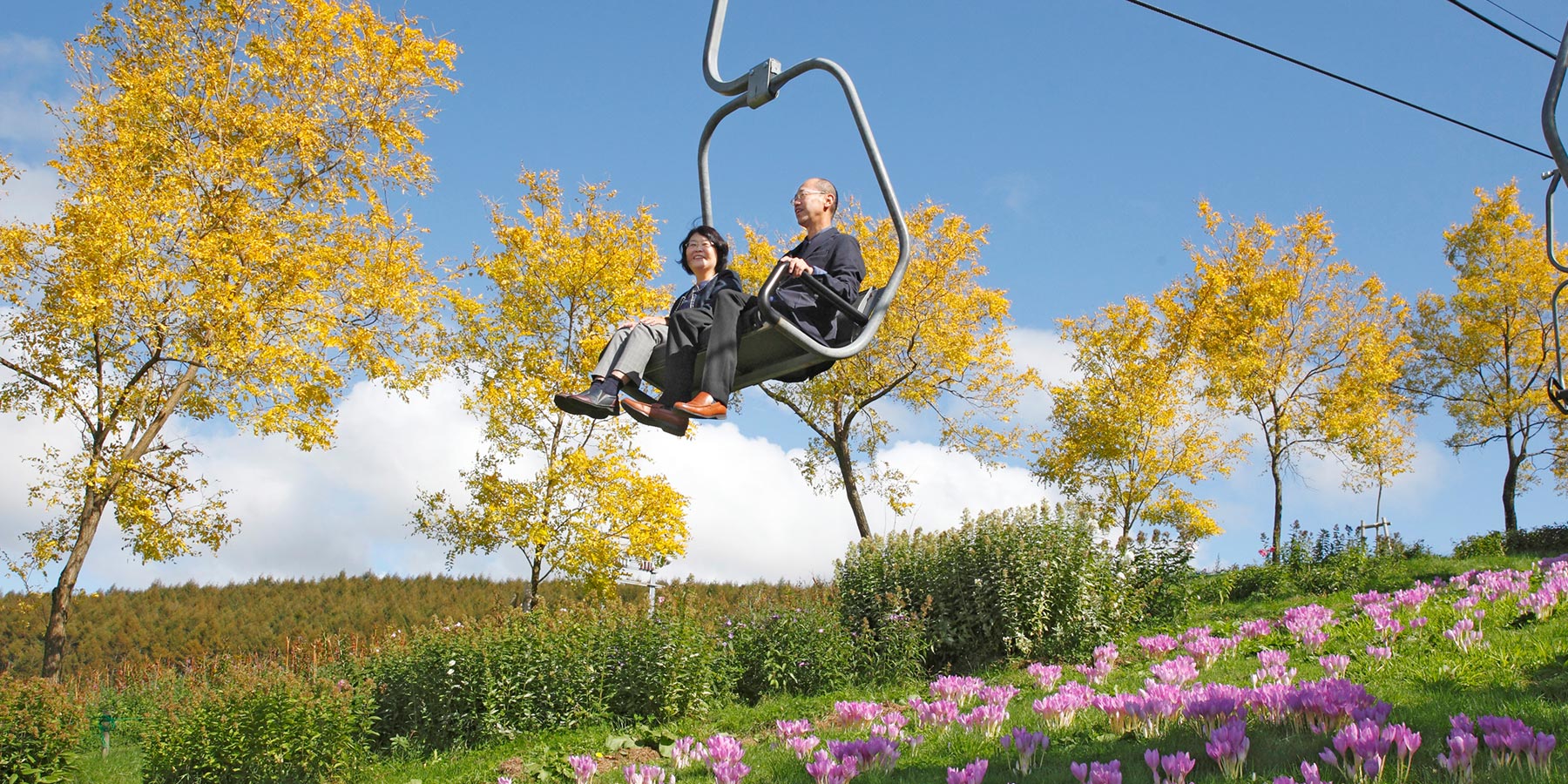 黄金アカシアの丘