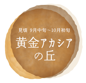 黄金アカシアの丘