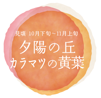 夕陽の丘 カラマツの黄葉