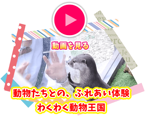 動物たちとの、ふれあい体験 わくわく動物王国