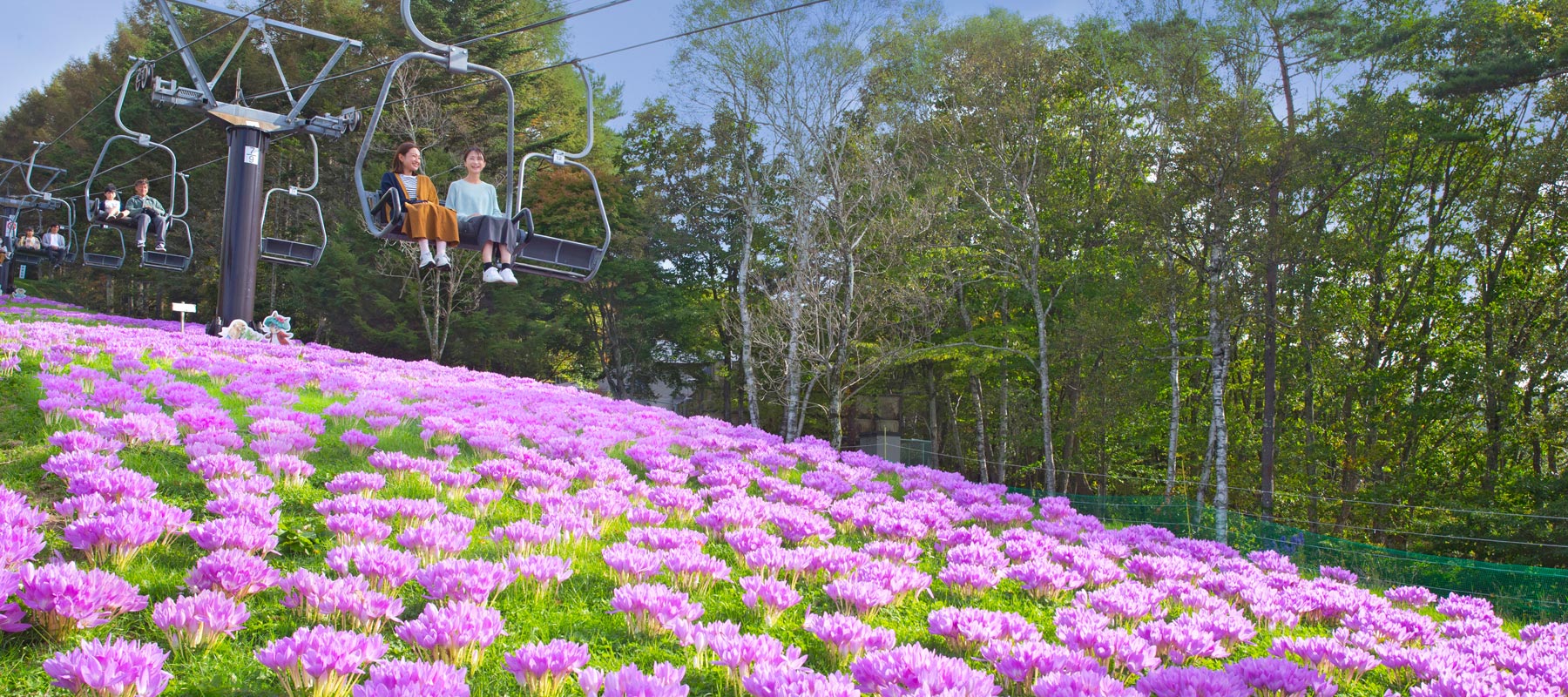 秋の黄金アカシアと花の丘