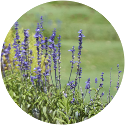 ブルーサルビア