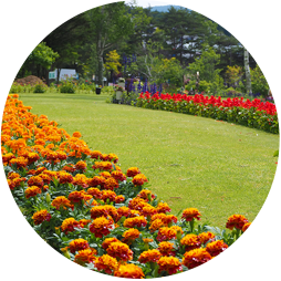 マリーゴールド