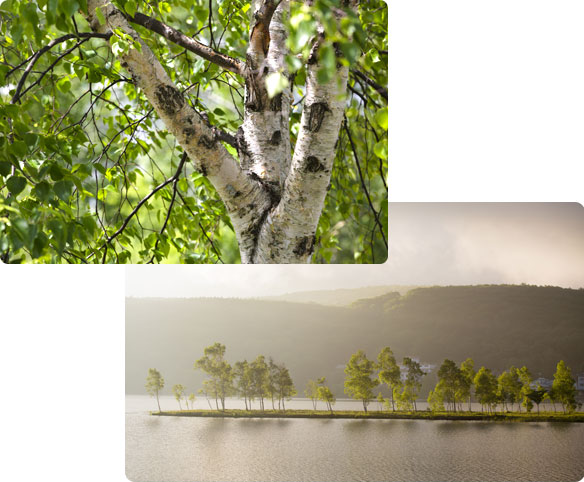 白樺湖畔の風景