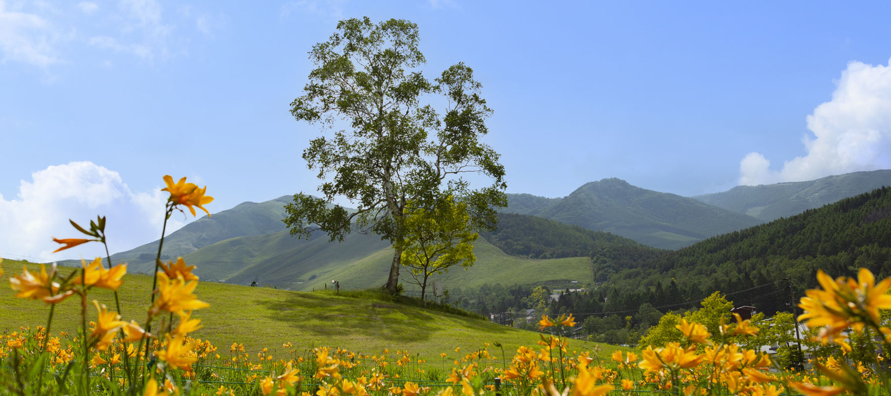 春の黄金アカシアと花の丘